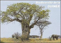 生物多様性保全─バオバブ